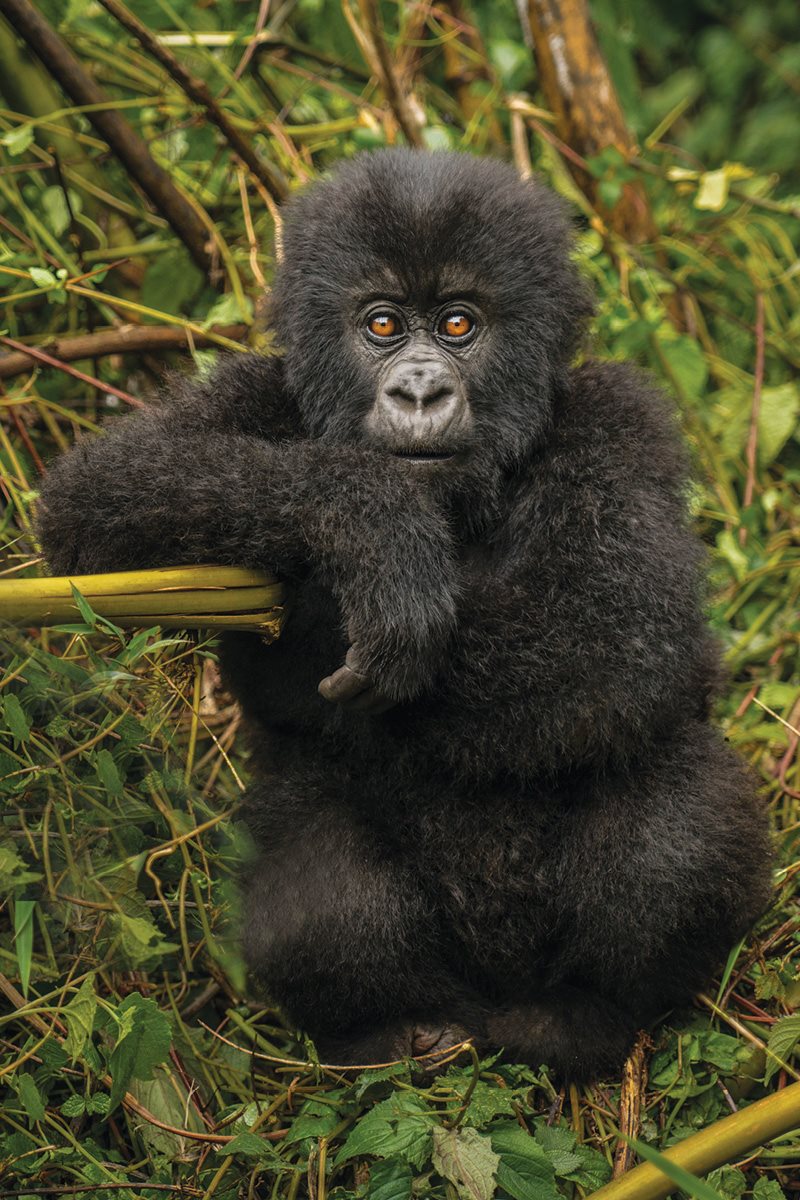 Where would you live Gorillas live in African rainforests Many trees and - photo 6