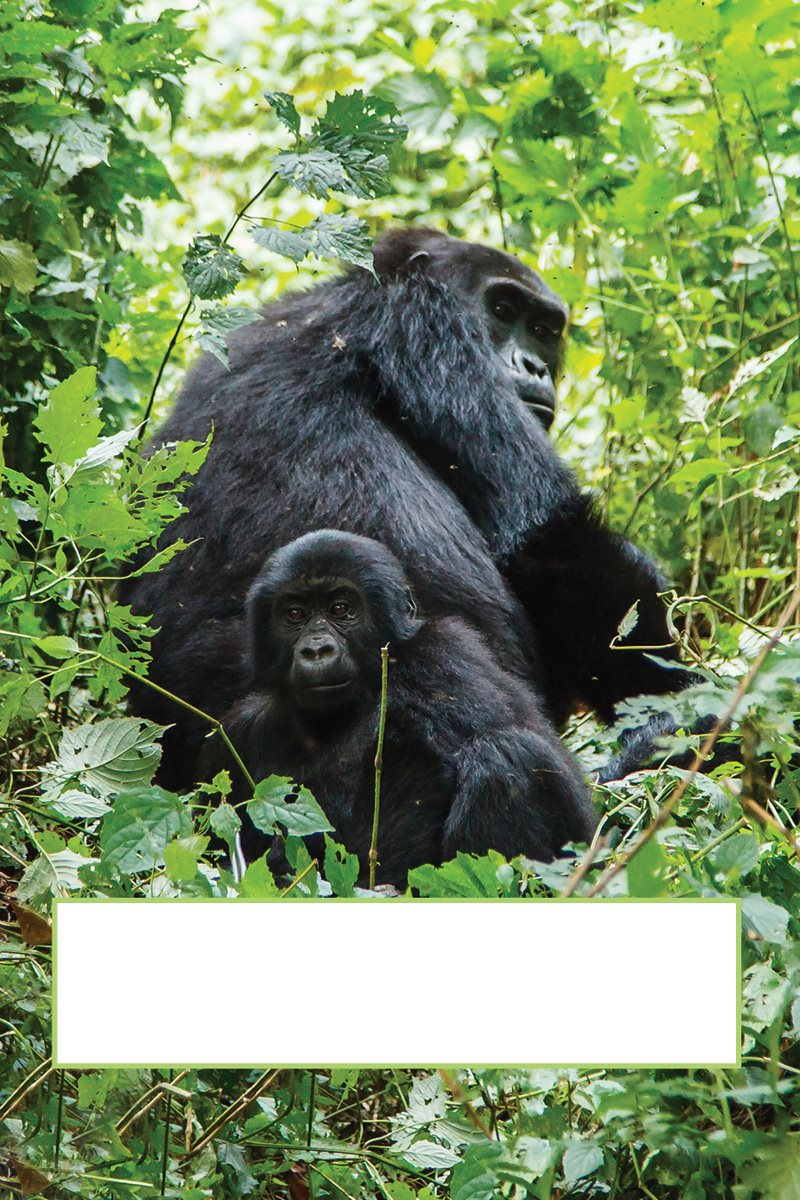 Gorillas watch their babies closely to keep them safe When a - photo 13