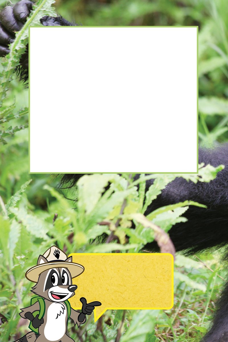 What would you eat Gorillas eat plants They like leaves and stems They - photo 21