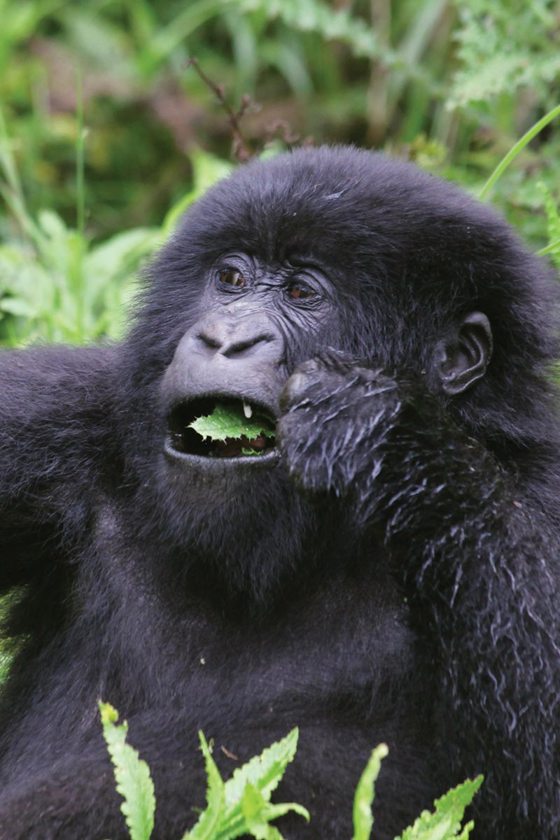 How would you wash up Gorillas help one another stay clean This is called - photo 22