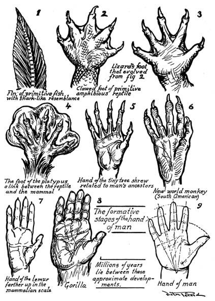 Drawing Hands With Over 1000 Illustrations - photo 2