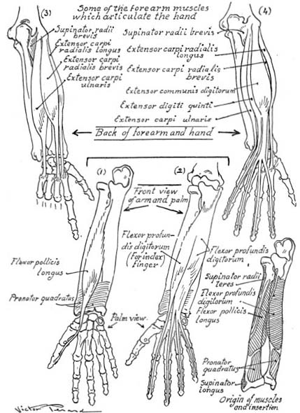 Drawing Hands With Over 1000 Illustrations - photo 19