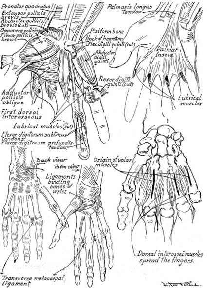 C OMPENDIUM MUSCLES OF THE FOREARM AND HAND - photo 22