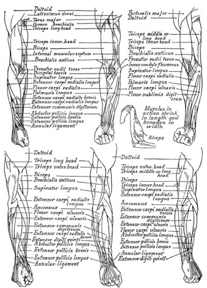 C OMPENDIUM MUSCLES OF THE FOREARM AND HAND - photo 23