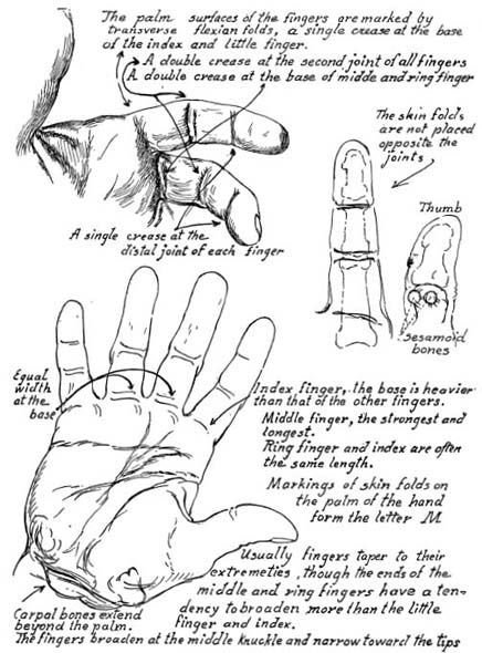 C OMPENDIUM MUSCLES OF THE FOREARM AND HAND GROUP 2 METHOD of DR - photo 24