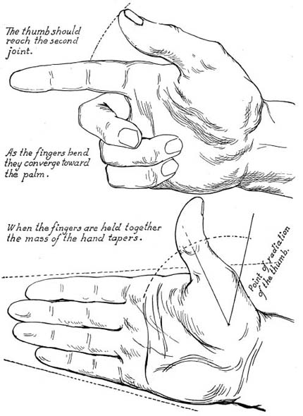 C OMPENDIUM MUSCLES OF THE FOREARM AND HAND GROUP 2 METHOD of DRAWING - photo 25