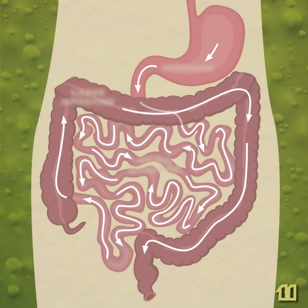 LARGE INTESTINE SMALL INTESTINE FOOD STOMACH Filtered Liquids - photo 13