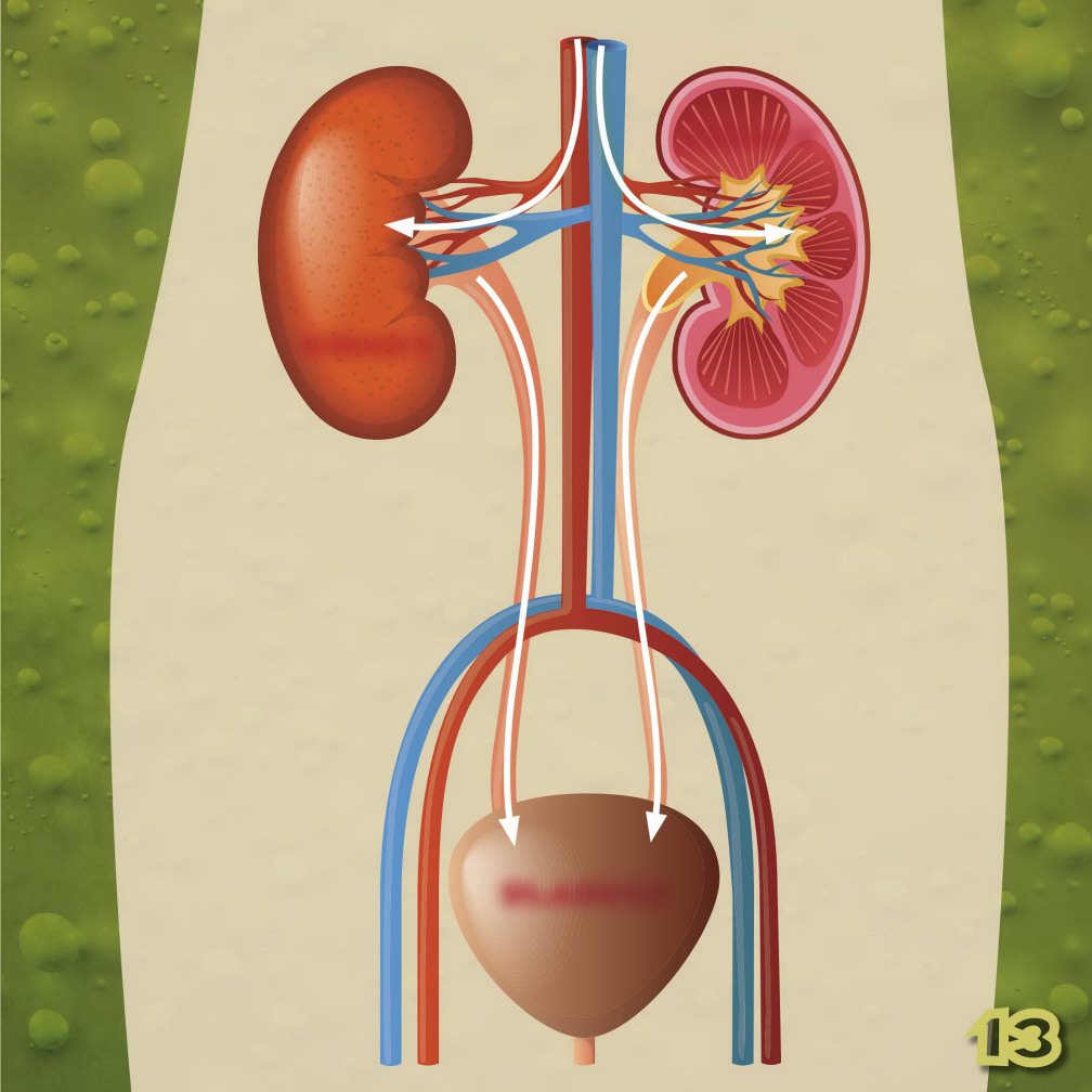 KIDNEY KIDNEY BLADDER To th e Rectum Food can sta y in your - photo 15