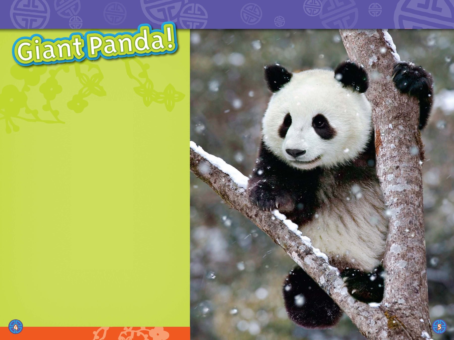 Look Up in the tree Is it a cat Is it a raccoon No Its a Giant Panda - photo 4