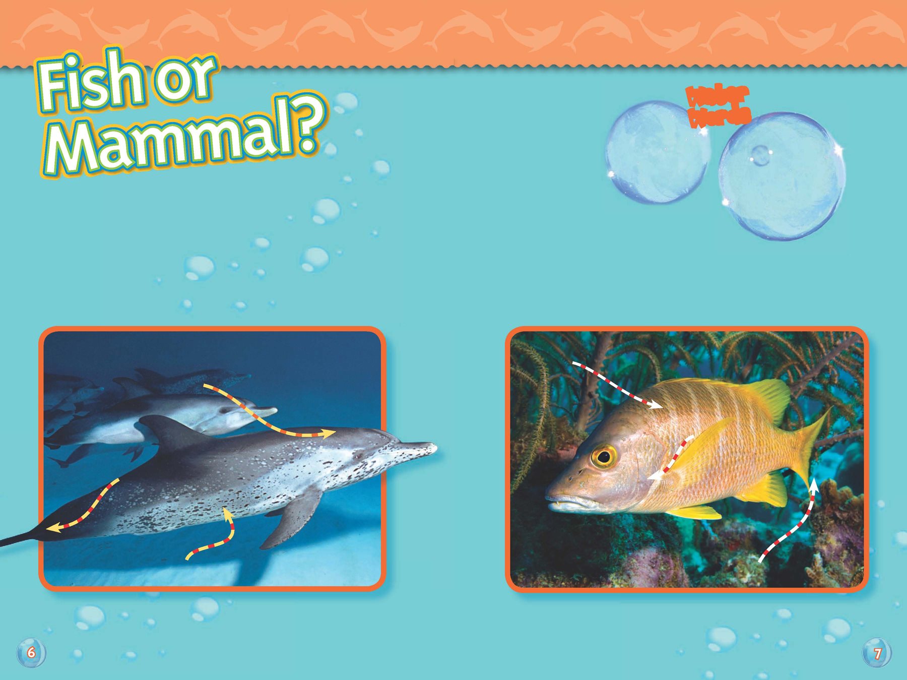 A dolphin is a mammal just like you Dolphins look like fish but they - photo 5