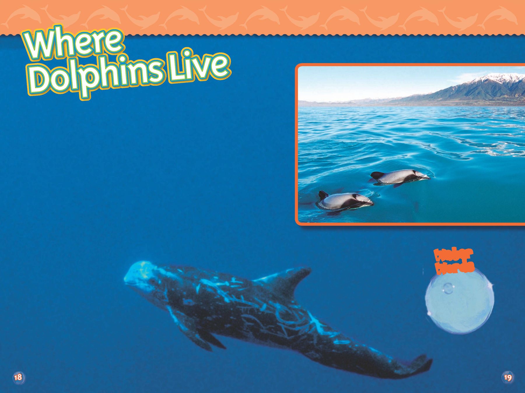 More than different kinds of dolphins live on Earth Most dolphins swim in - photo 11