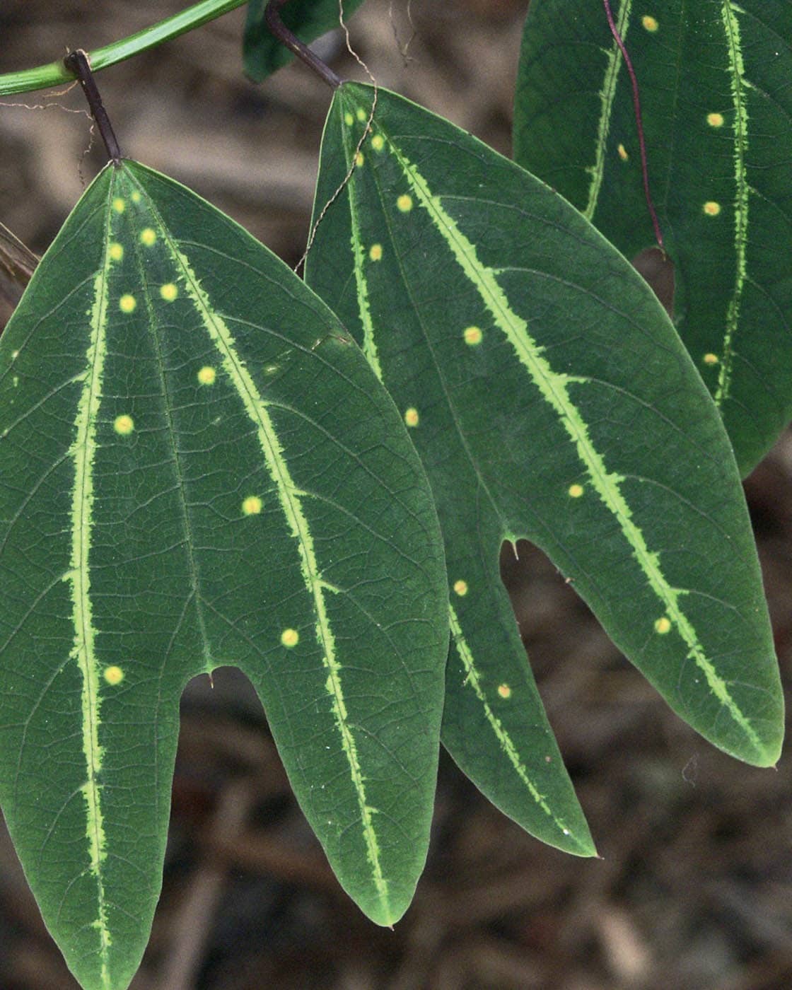 A GARDENERS GUIDE TO BOTANY THE BIOLOGY BEHIND THE PLANTS YOU LOVE HOW - photo 2