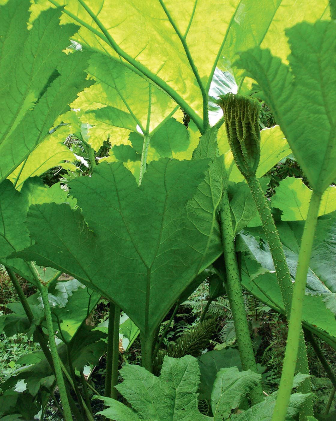 Gunnera manicata unfurling its magnificent leaves to intercept the maximum - photo 8