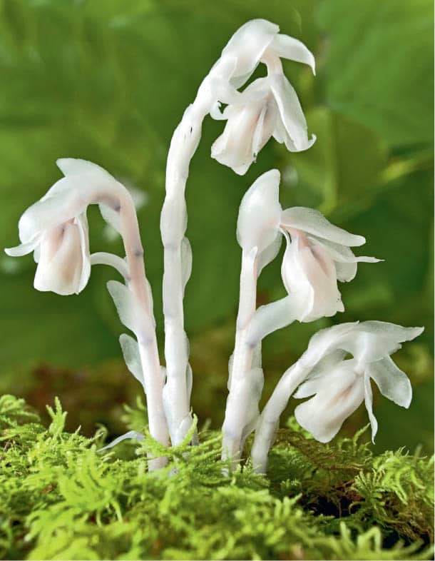 Monotropa uniflora lacks chlorophyll and is a heterotroph an organism that - photo 9