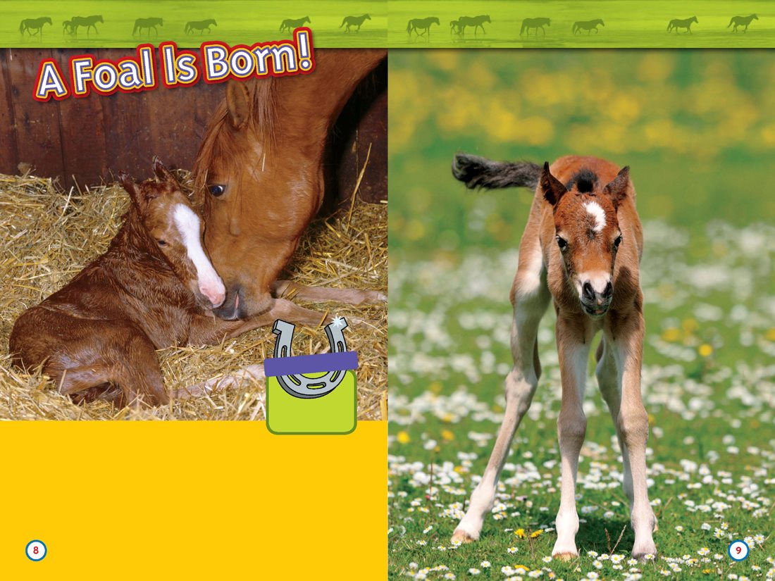 Its springtime A mare gives birth to a baby pony The baby is called a foal - photo 6