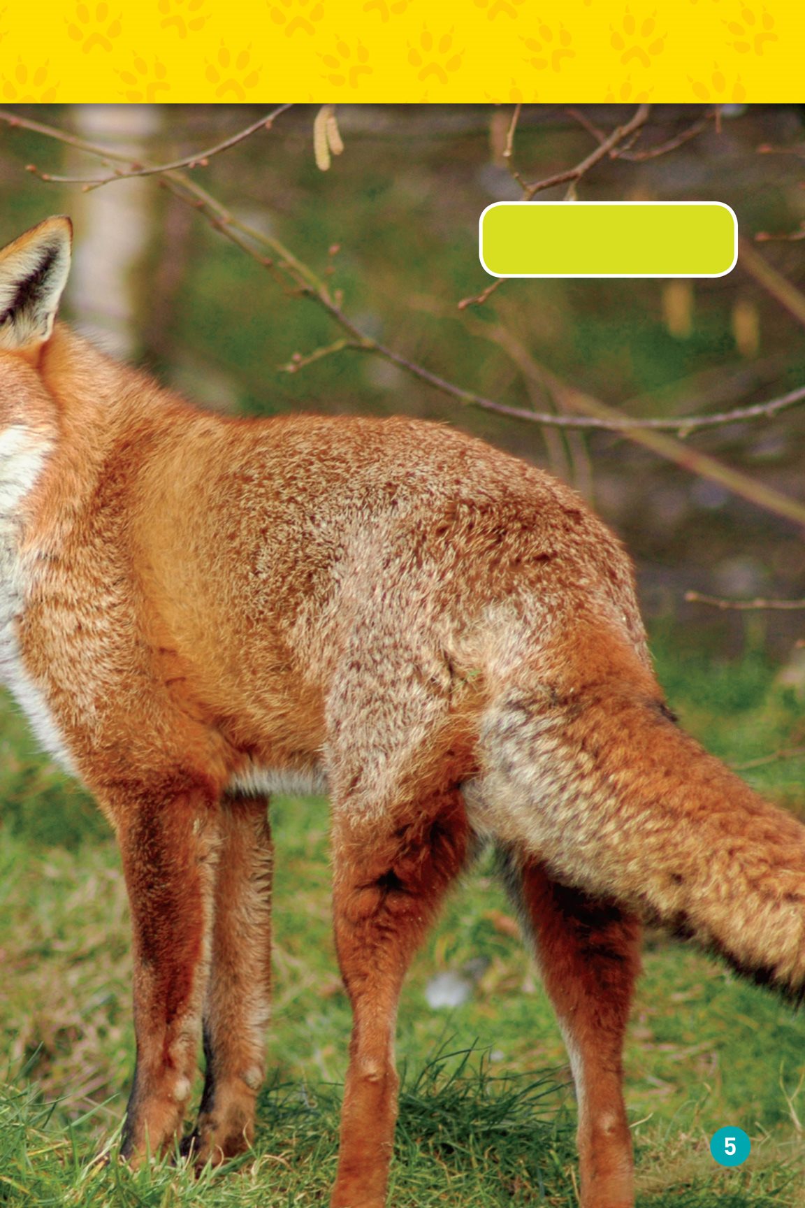 The red fox is the most common kind of fox When you think of a fox you - photo 7