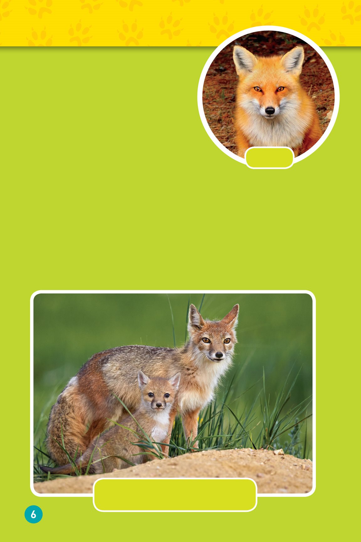 When you think of a fox you probably picture a red fox Red foxes live - photo 8