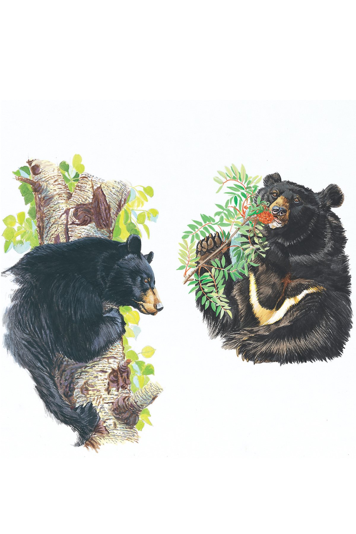 There are two kinds of Black Bears American and Asiatic American Black Bears - photo 8