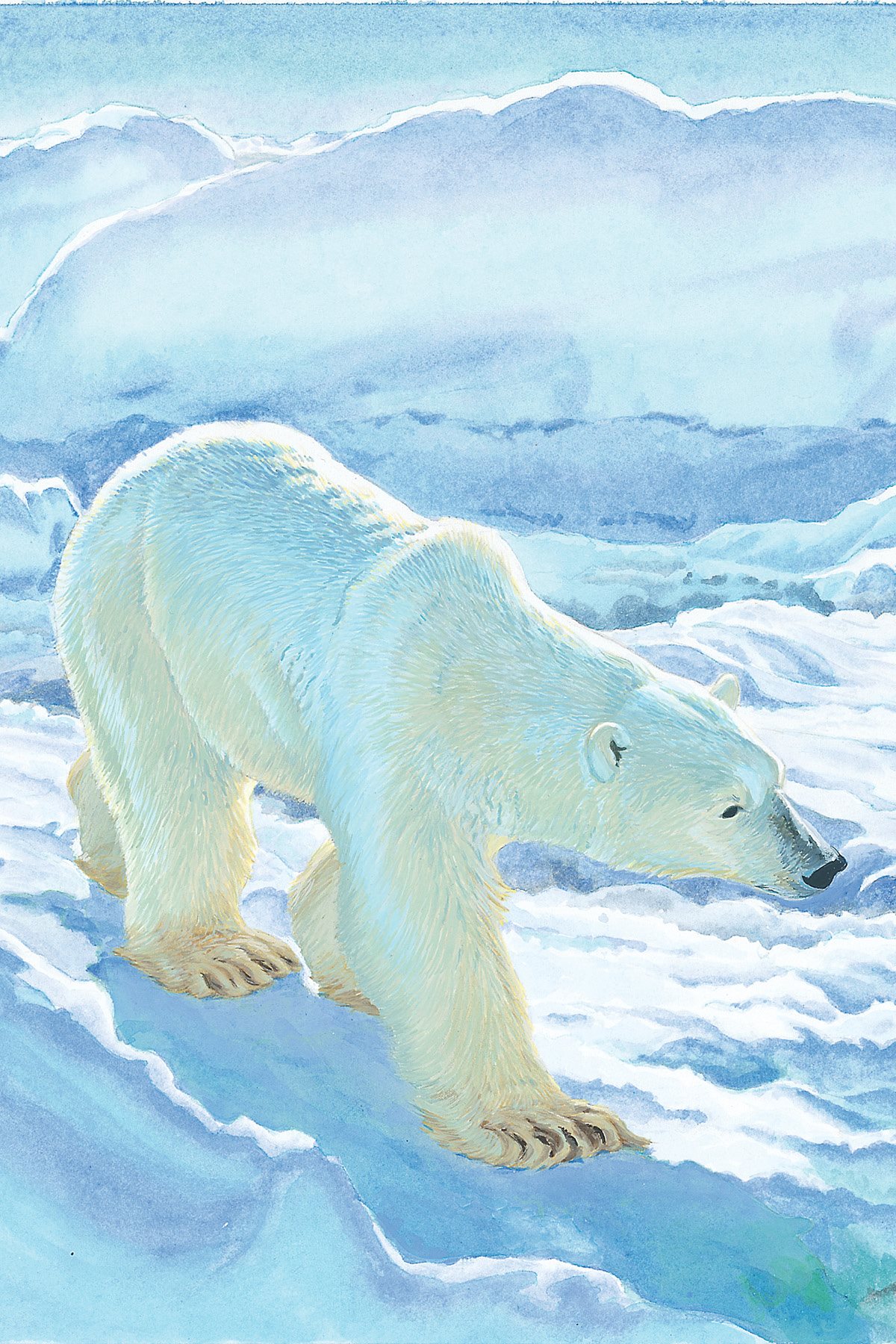 Polar Bears live in a very cold area the Arctic They are considered marine - photo 9