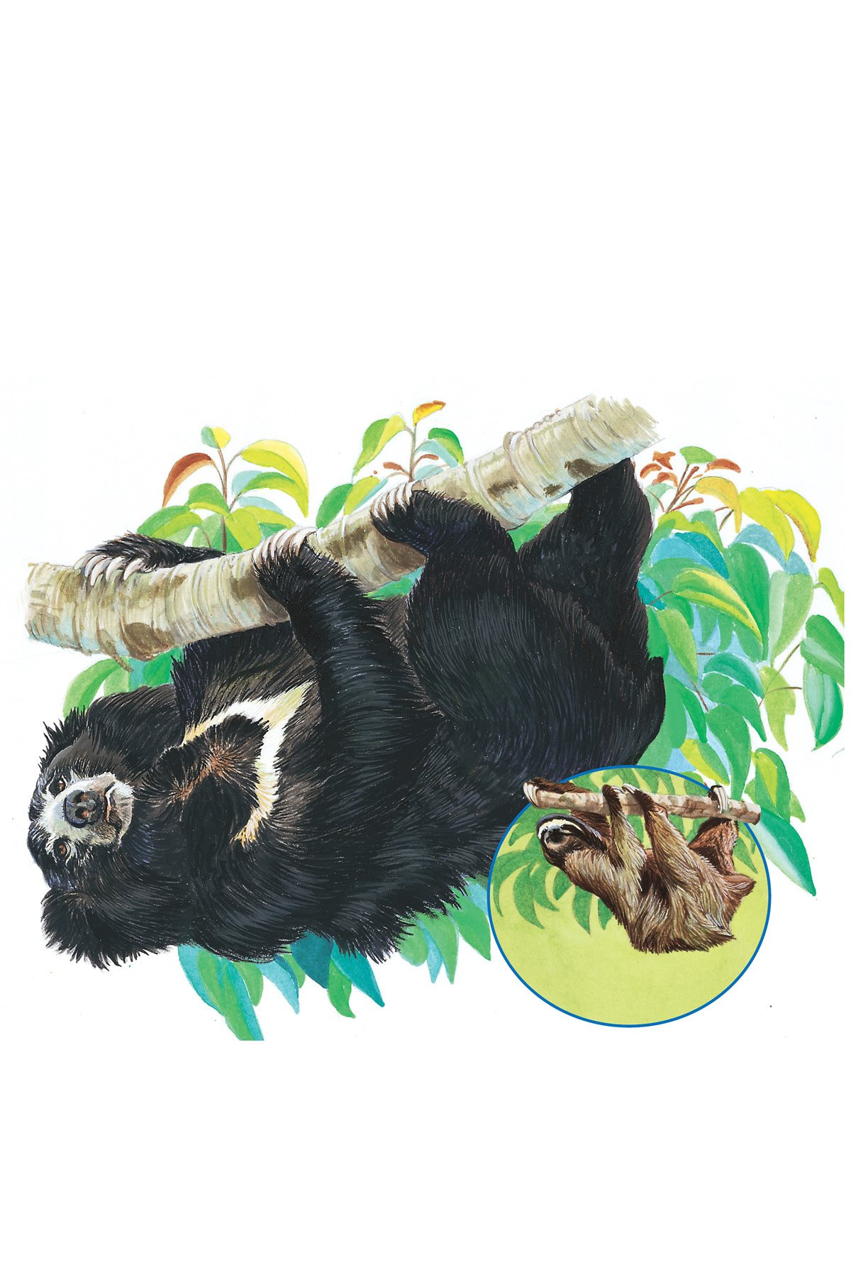 Sloth Bears were named after a small mammal called a sloth They have long - photo 11