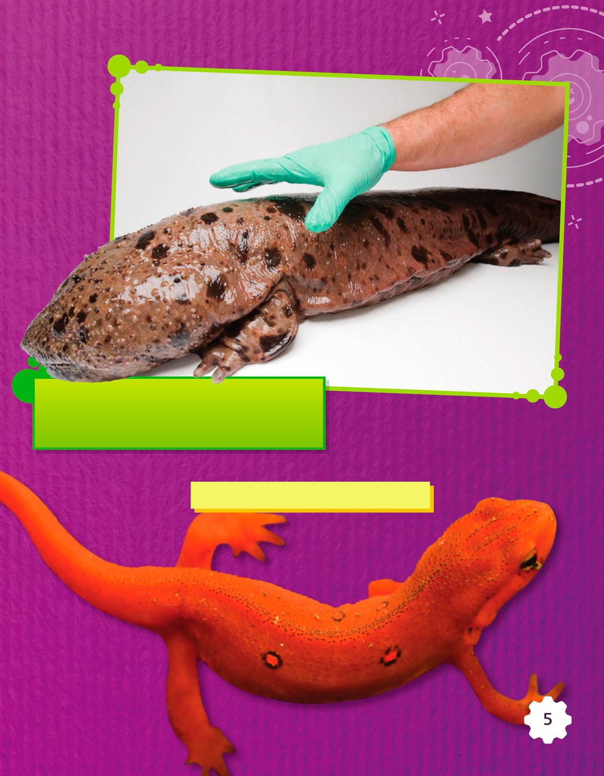 The Chinese giant salamander is the biggest amphibian in the world It can - photo 7