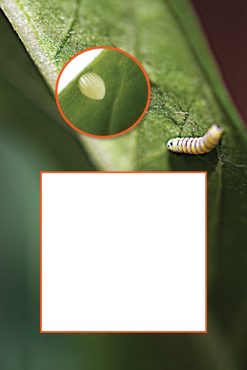 How would your life begin Every monarch butterfly starts life as a tiny - photo 9