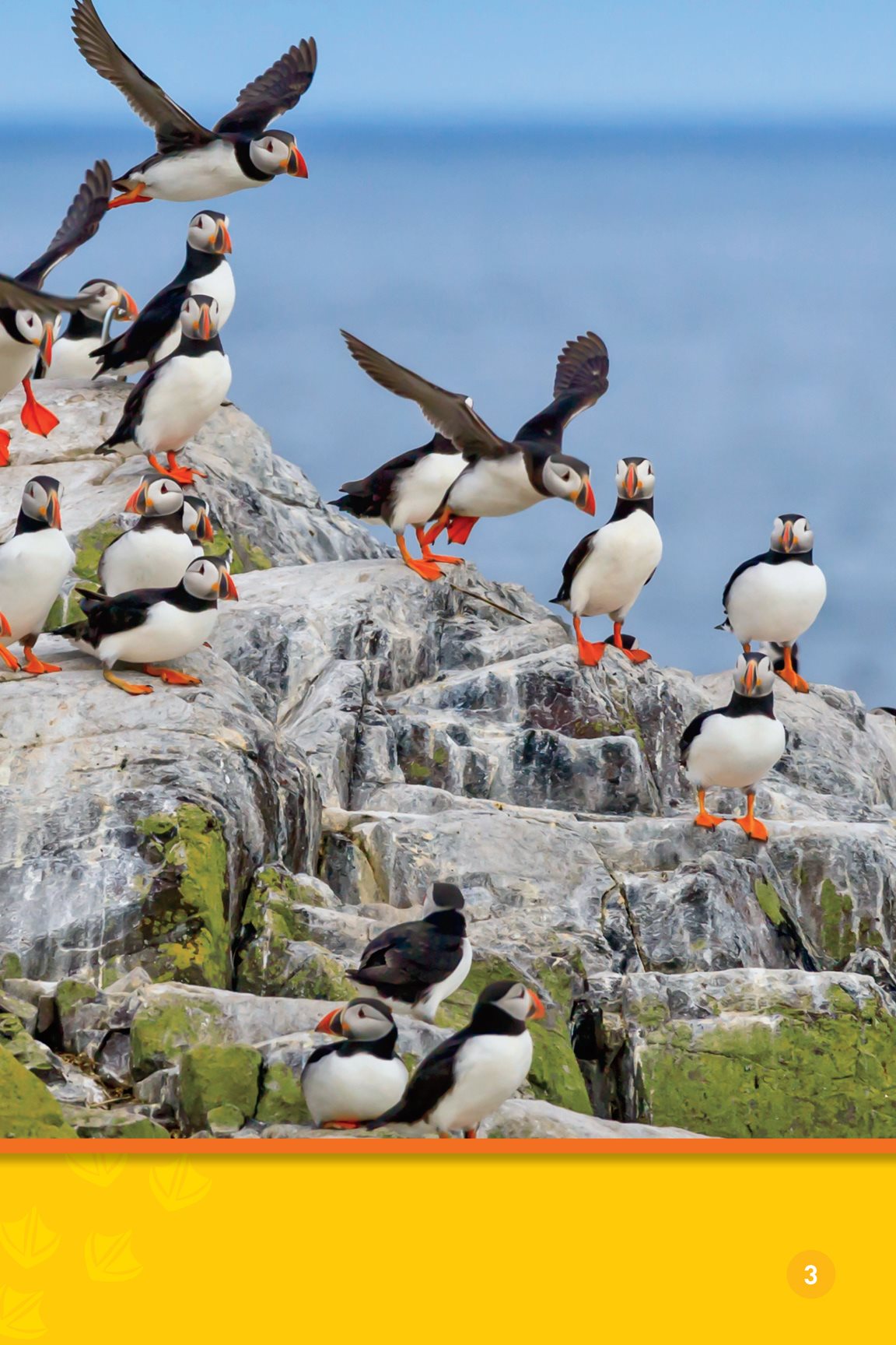 Look at all these puffins Puffins live where the ocean is cold - photo 5