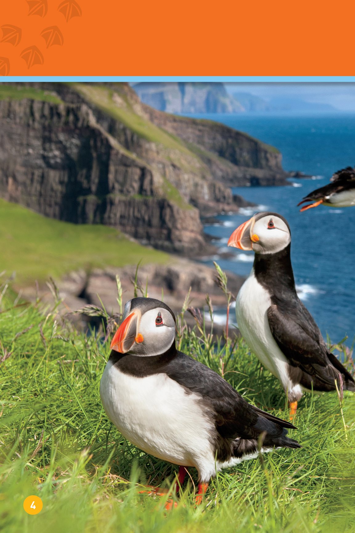 Puffins live where the ocean is cold They make their nests on rocky - photo 6