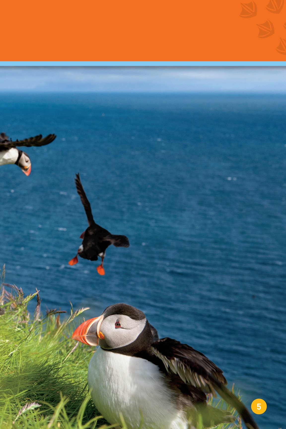 They make their nests on rocky cliffs Puffins use their wings to fly - photo 7