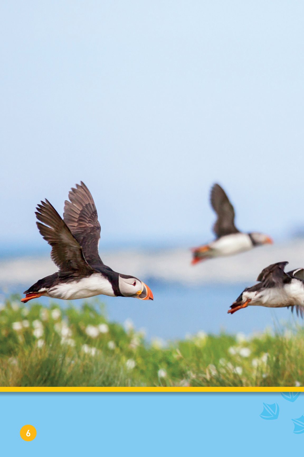 Puffins use their wings to fly fast They can fly as fast as cars drive - photo 8