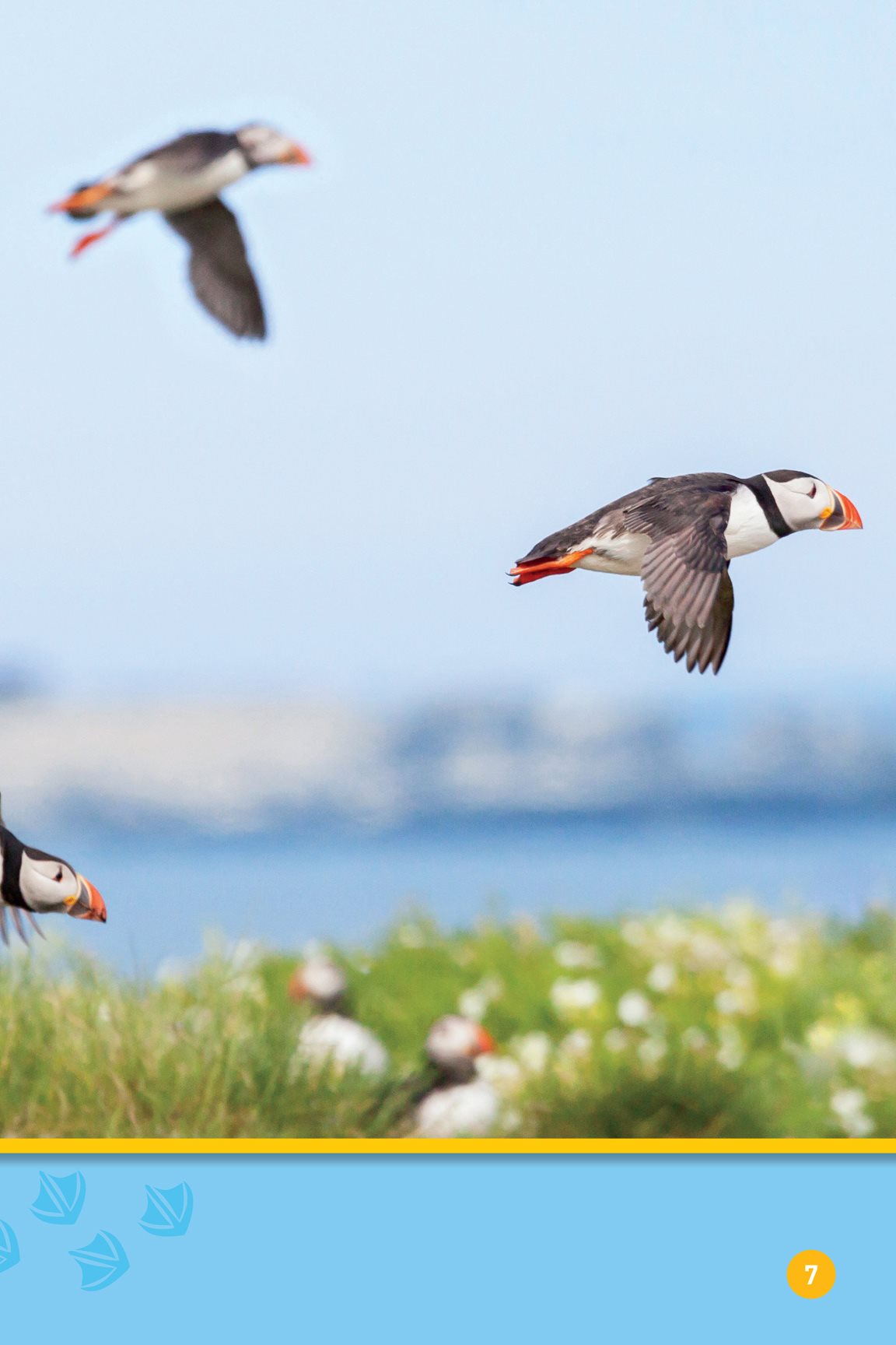 They can fly as fast as cars drive Puffins use their wings to swim - photo 9