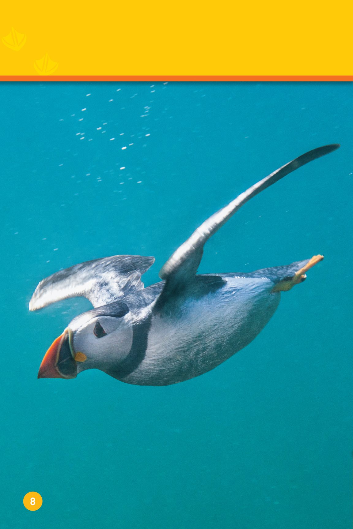 Puffins use their wings to swim They dive to catch fish Their strong - photo 10