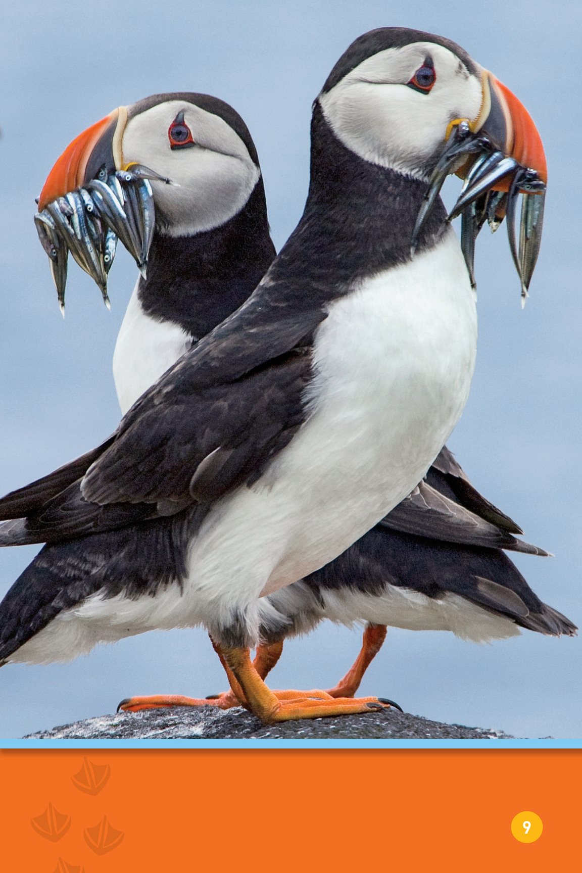 Their strong beaks can hold a lot of fish A puffin mom and dad bring - photo 11