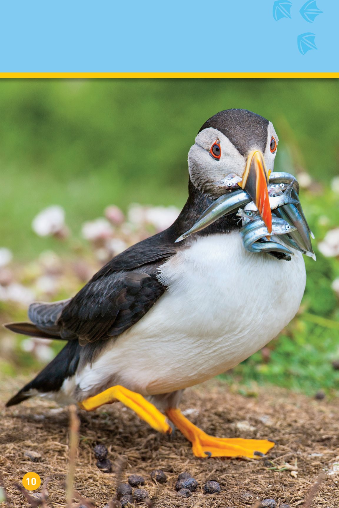 A puffin mom and dad bring fish to their baby A baby puffin is called a - photo 12