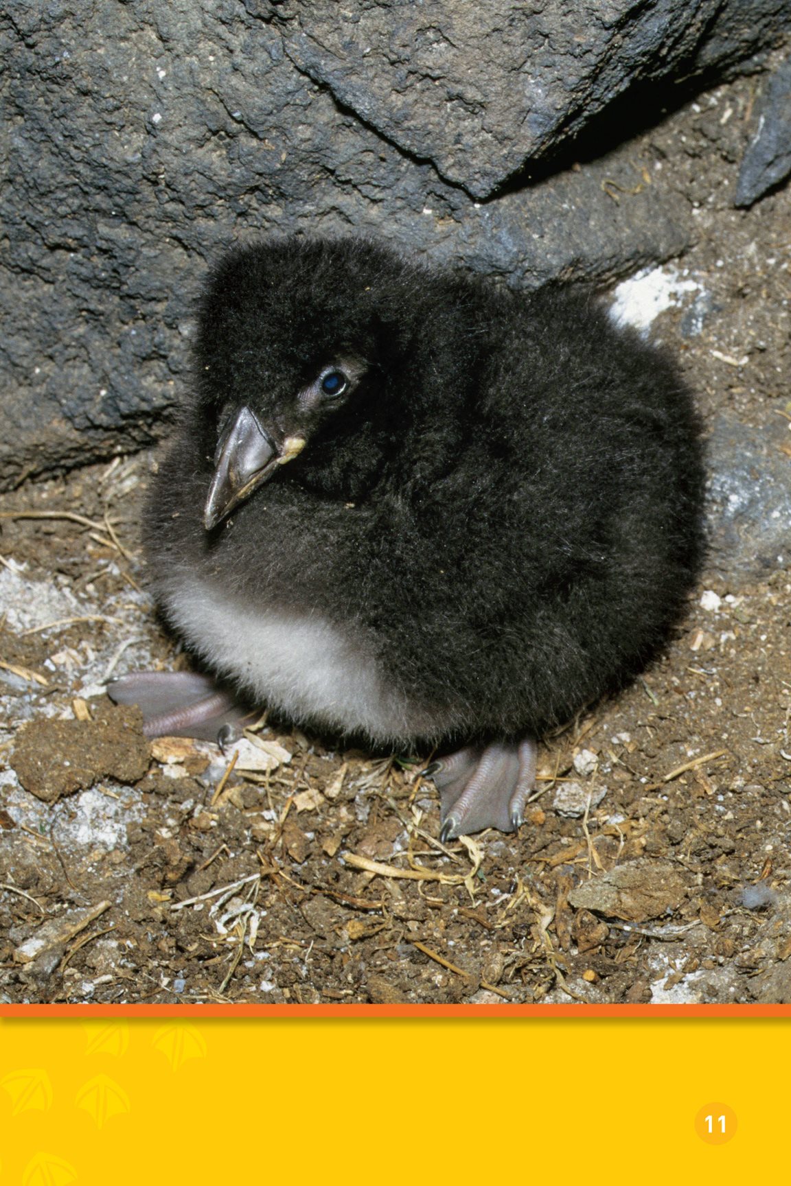 A baby puffin is called a puffling The puffling eats and eats It grows - photo 13