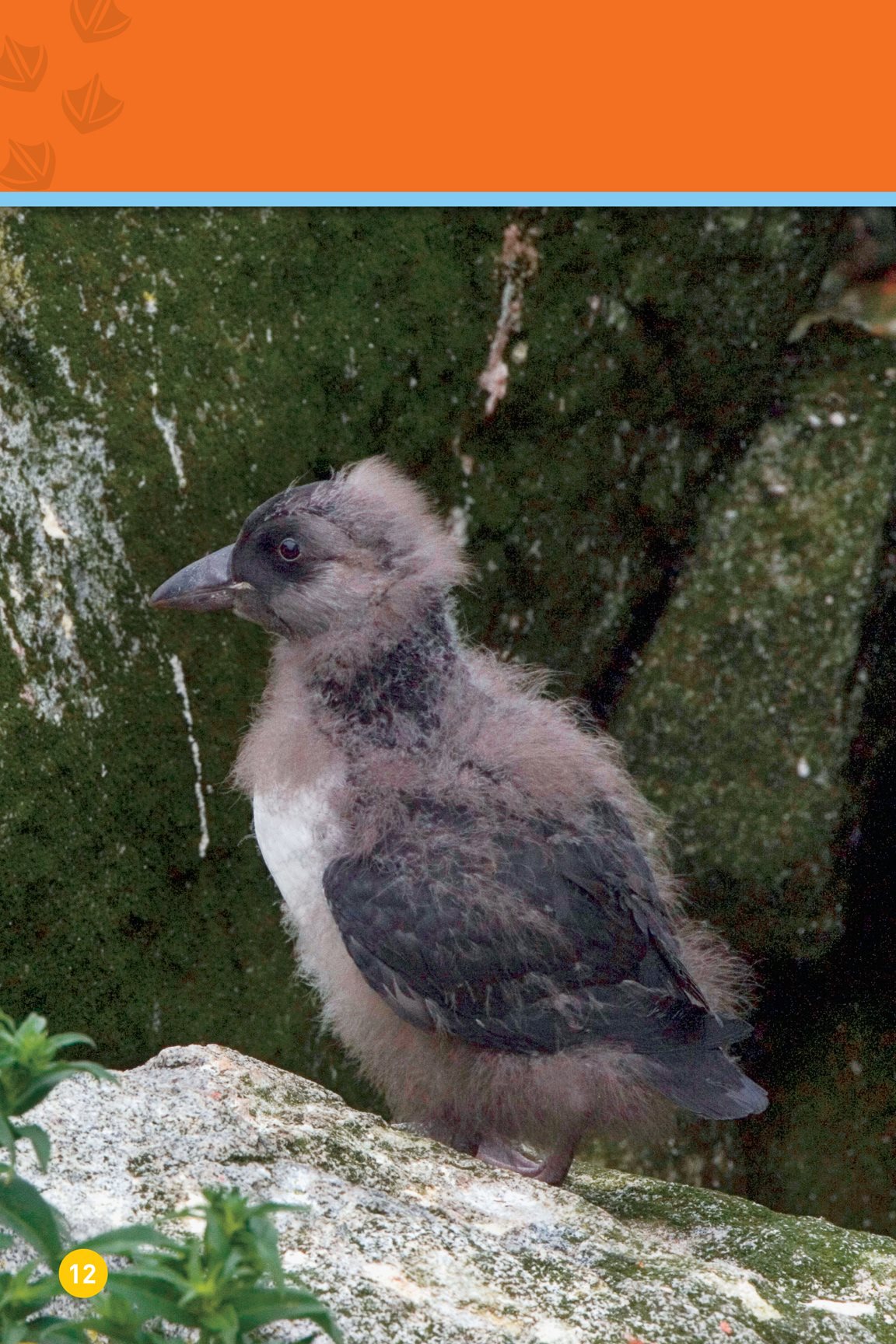 The puffling eats and eats It grows and grows After about six weeks it - photo 14