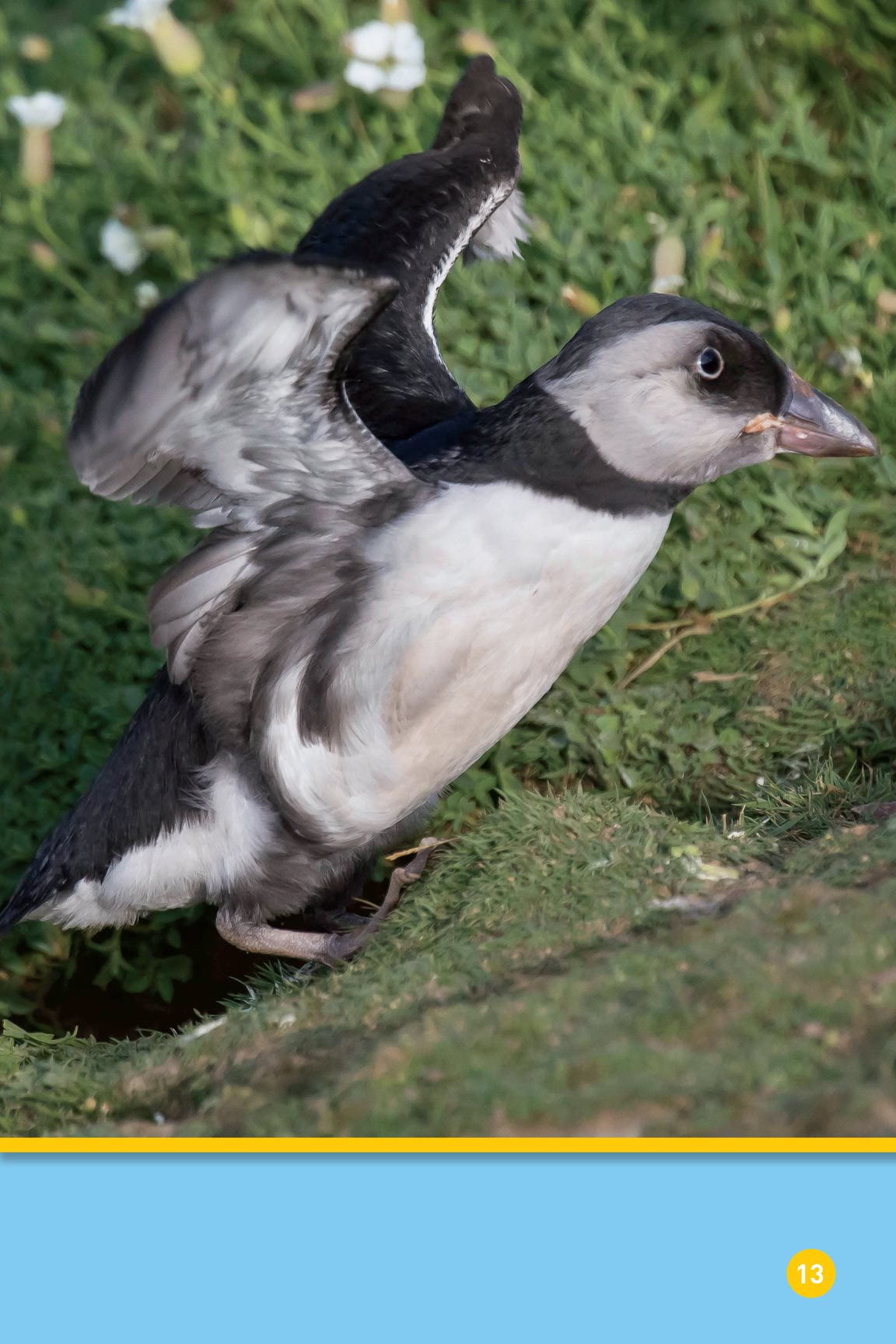 After about six weeks it is big enough to leave the nest Now the young - photo 15