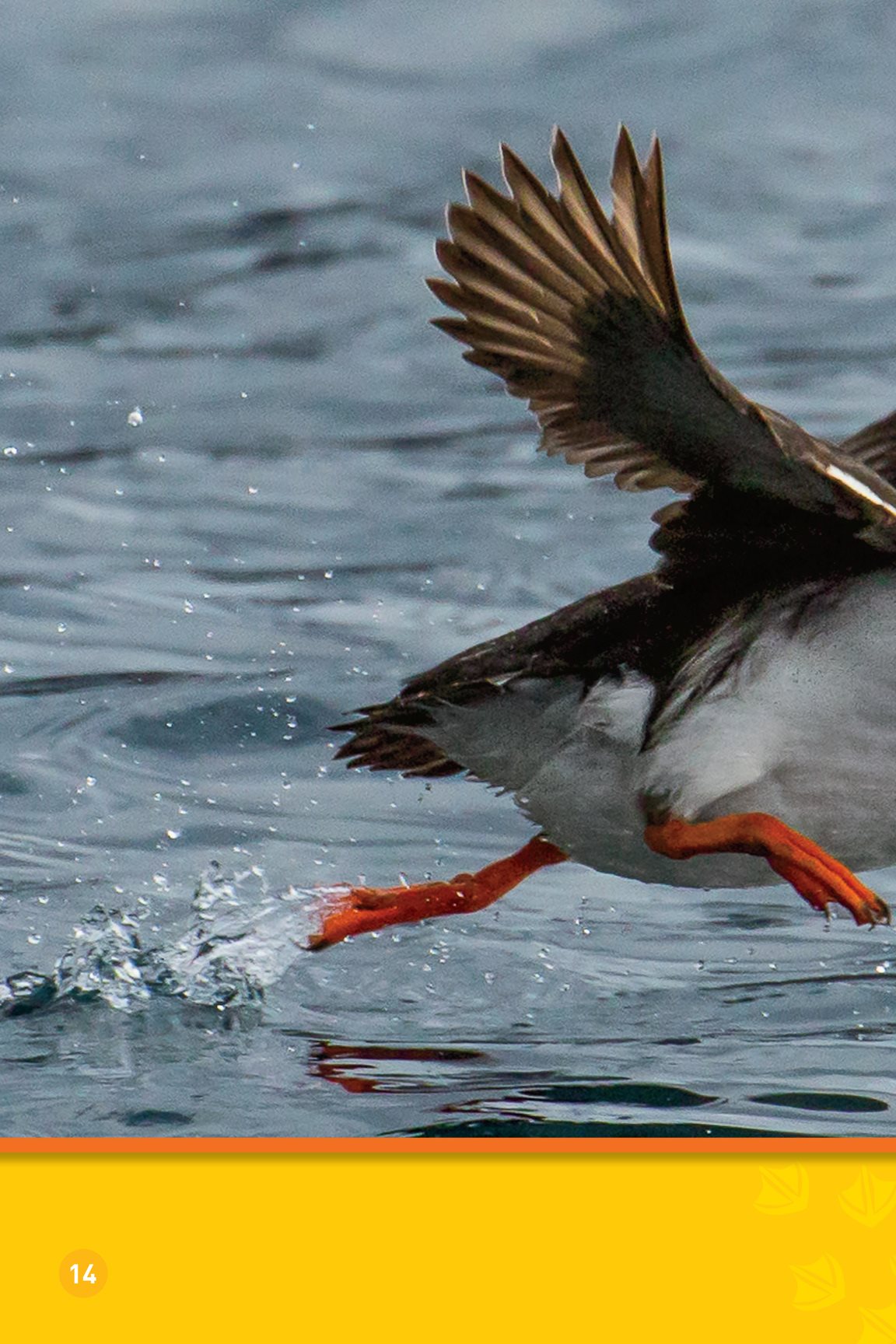 Now the young puffin can find its own food As it grows its beak feet - photo 16