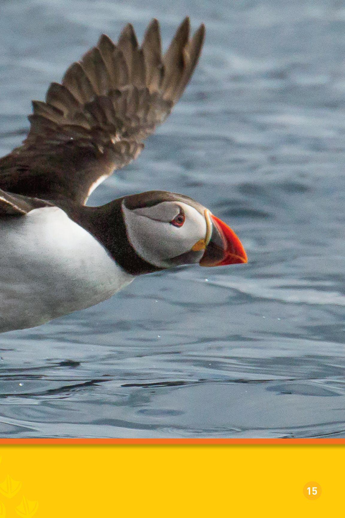 As it grows its beak feet and feathers change colors Now the puffin - photo 17