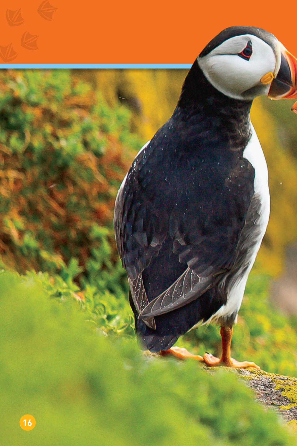 Now the puffin is an adult It finds a mate They will be a mom and dad - photo 18