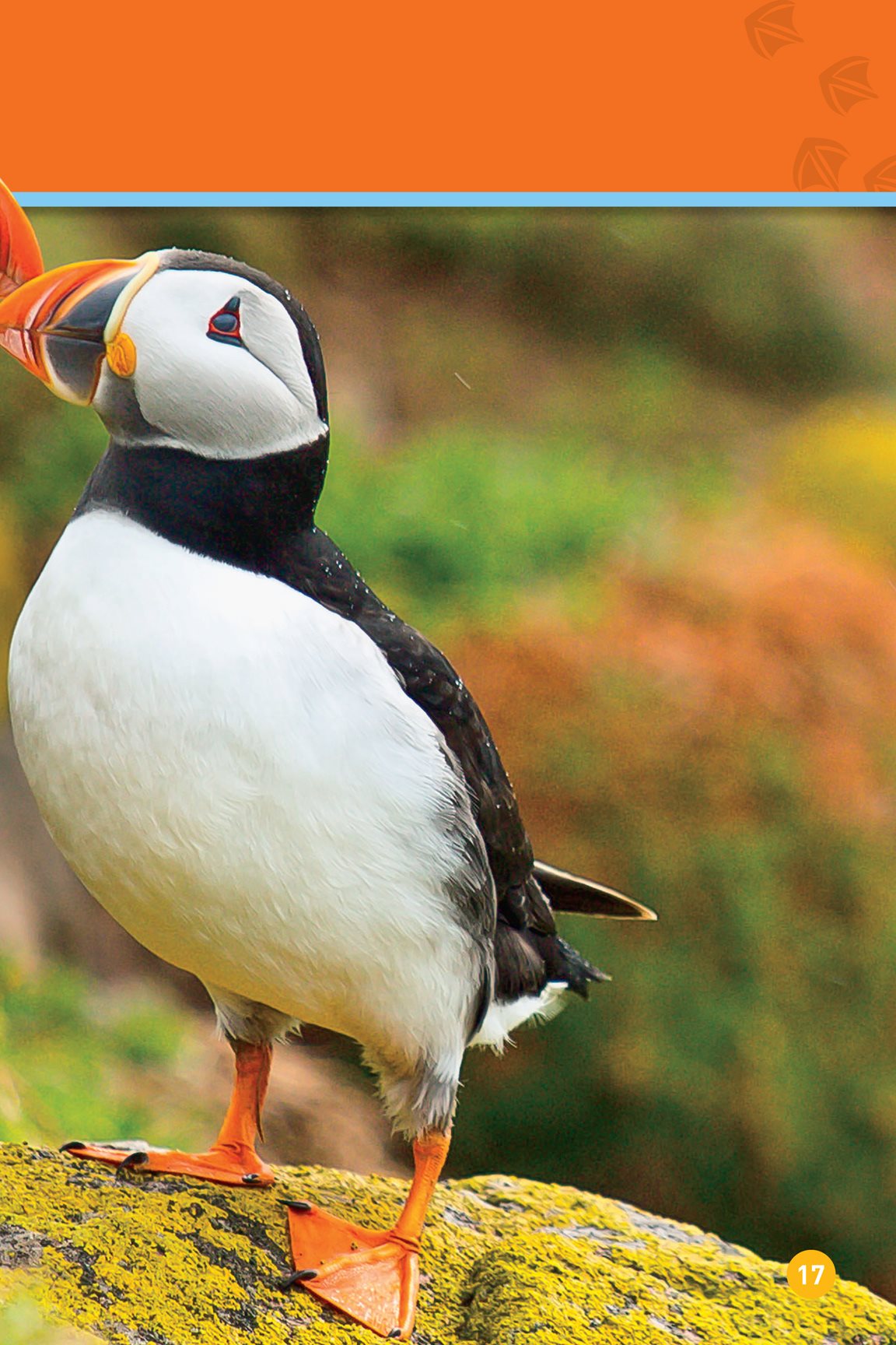 It finds a mate They will be a mom and dad Puffins make their nests in - photo 19