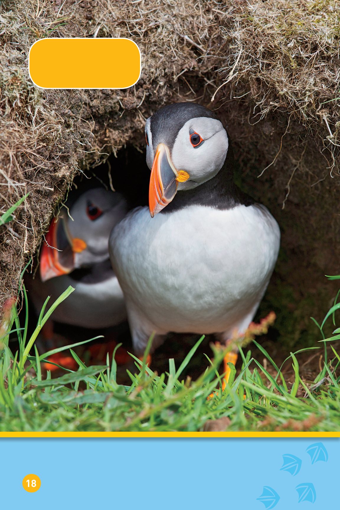 Puffins make their nests in small caves called burrows They dig a burrow - photo 20