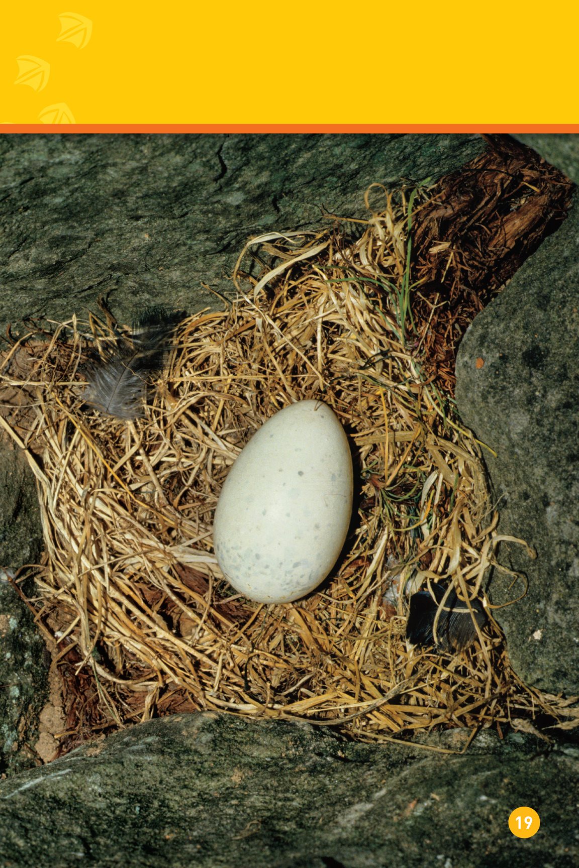 The mom lays an egg in the nest The mom and dad take turns sitting on - photo 21