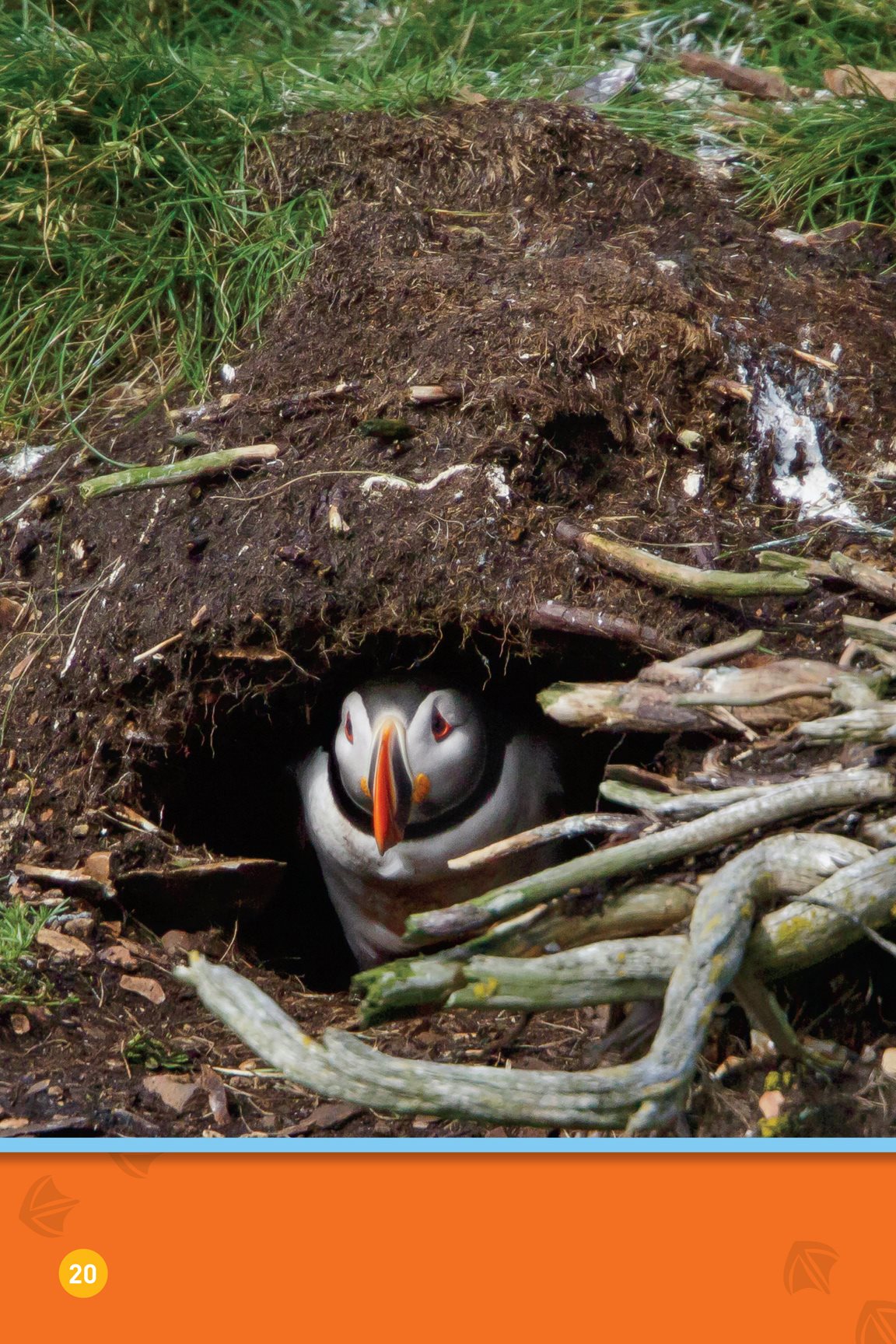 The mom and dad take turns sitting on the egg Soon a new puffling will - photo 22