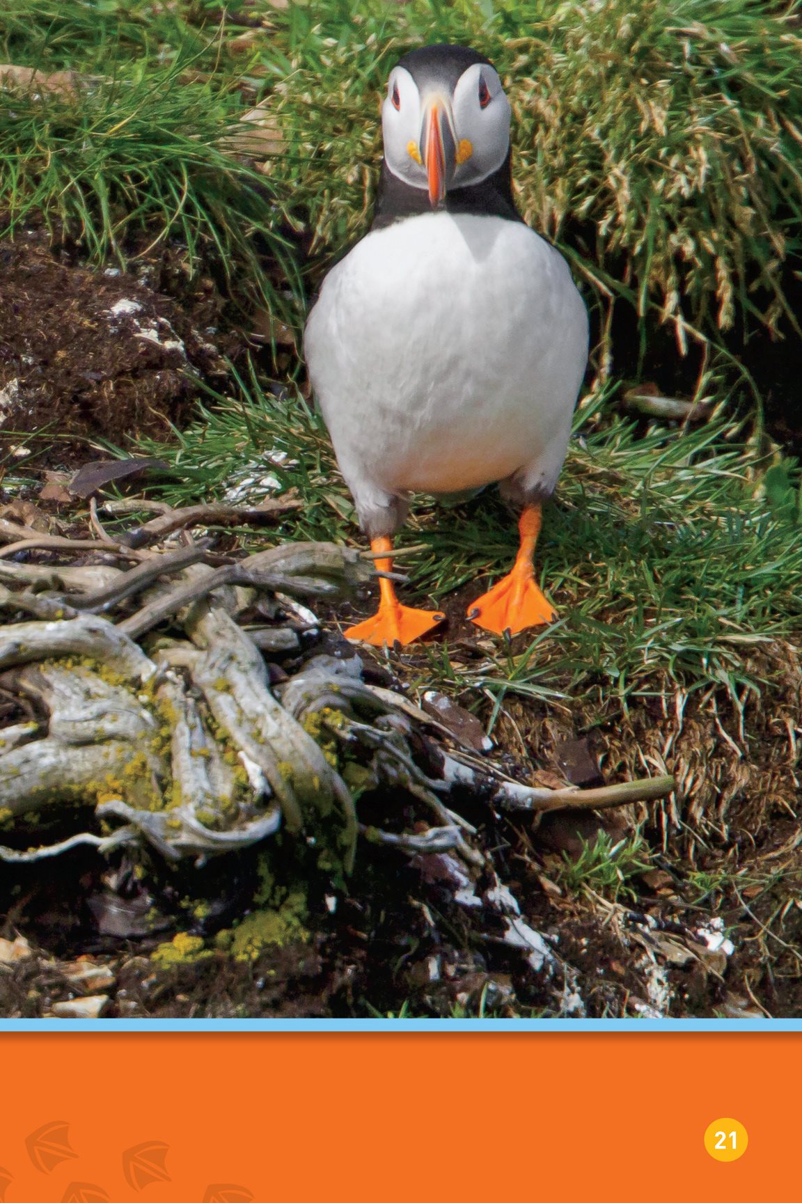 Soon a new puffling will hatch YOUR TURN Puffins can catch up to - photo 23