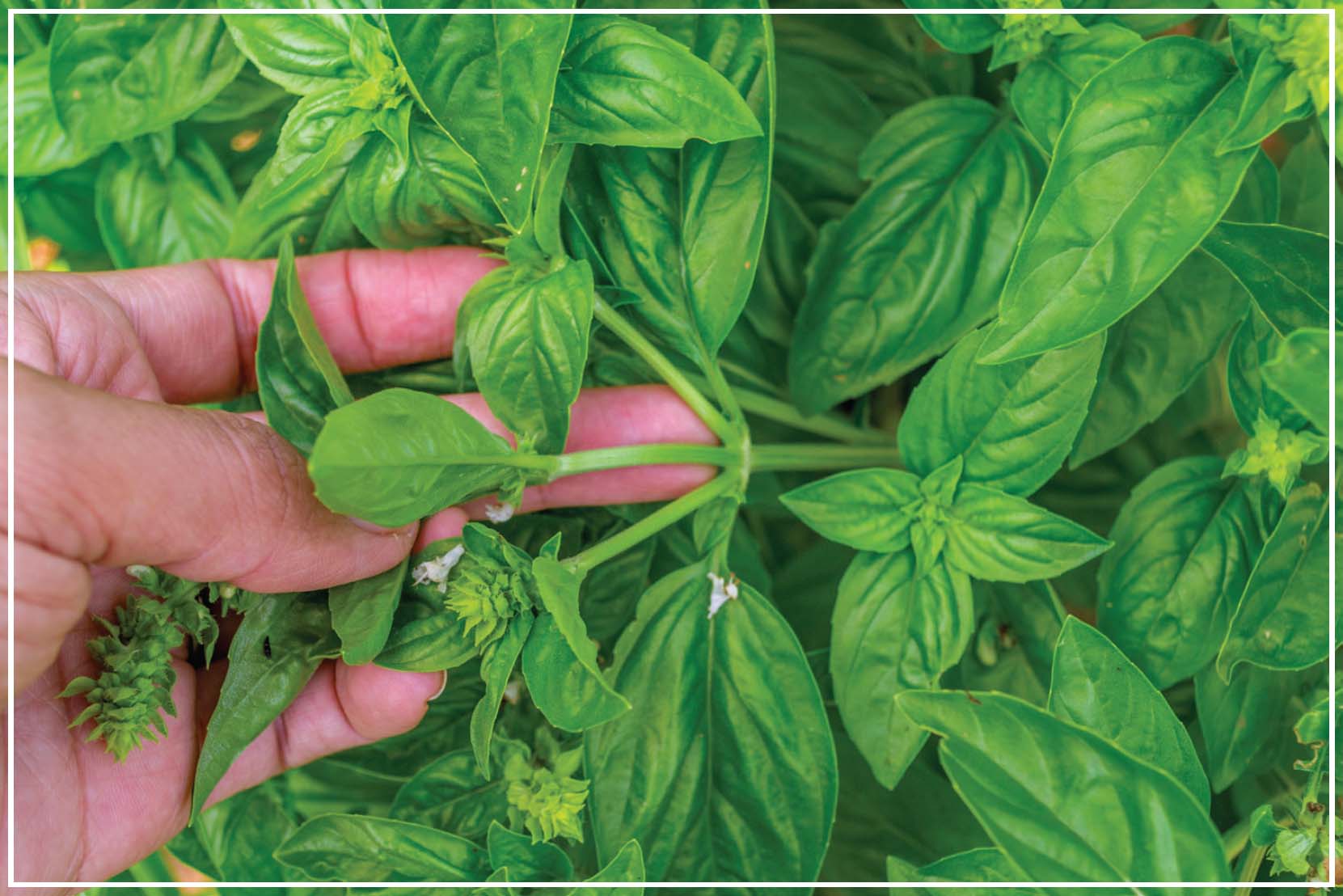 Pruning If you want more herbs you need to prune them Herbs that go to - photo 5