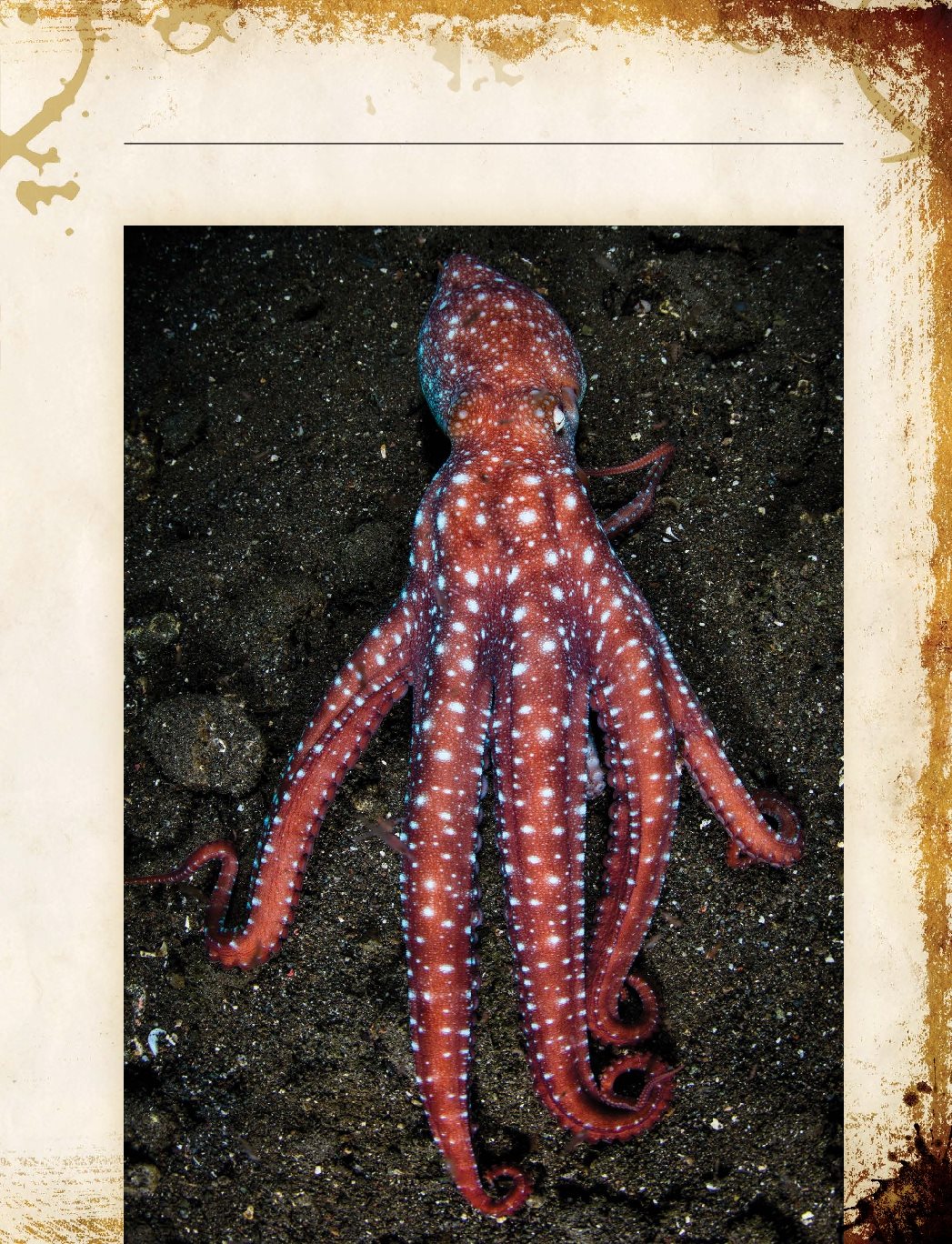 Kraken belongs to the cephalopod family Cephalopods include octopuses squids - photo 9