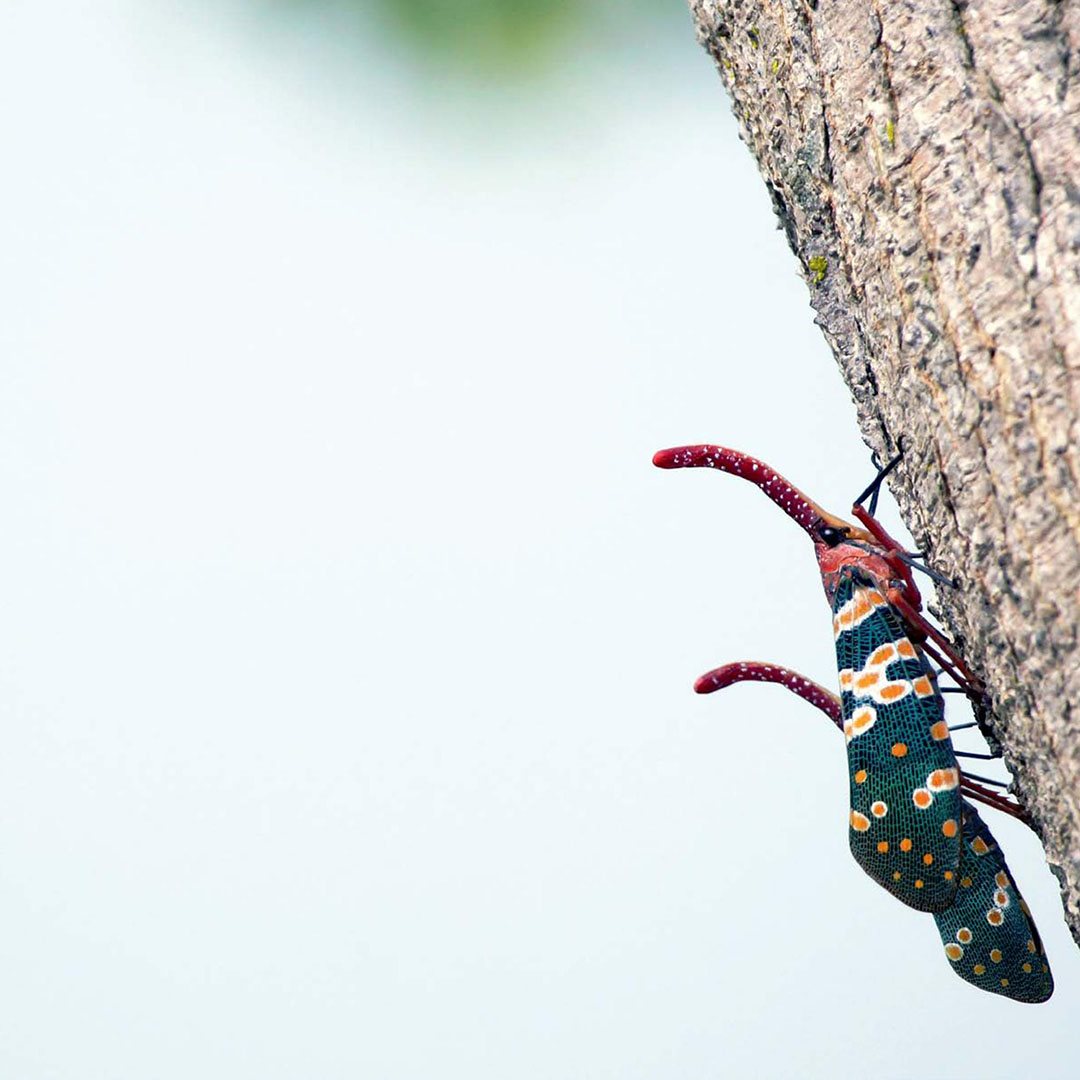 Contents What are insects 4 What are predators 6 How do insects sense danger - photo 5