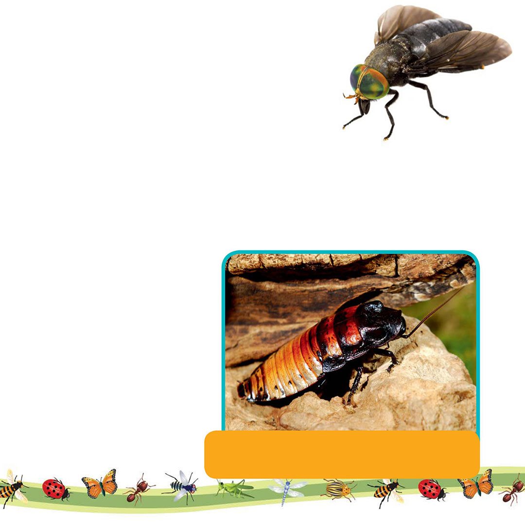 How do insects sense danger Sensing danger before it is too late is key to - photo 10