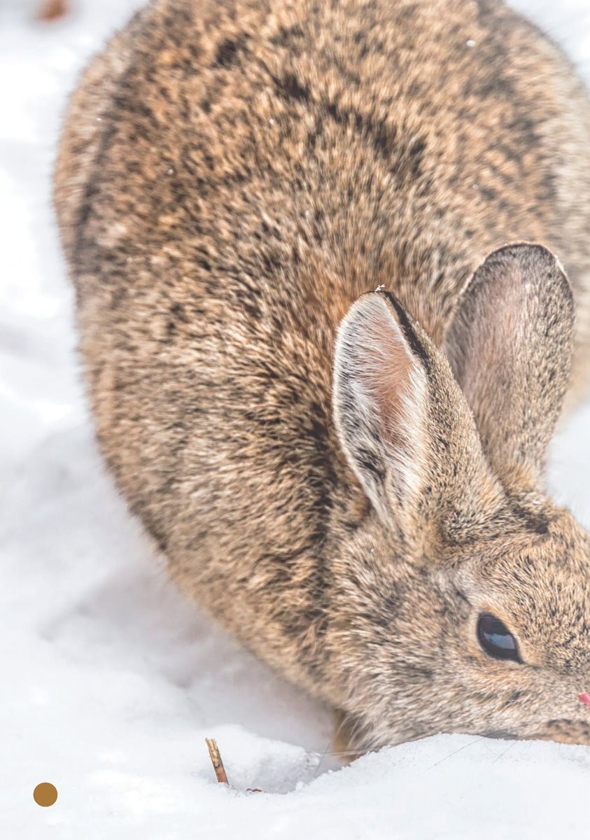 Rabbit Tales Rabbits are everywhere They live in nearly every country in the - photo 6